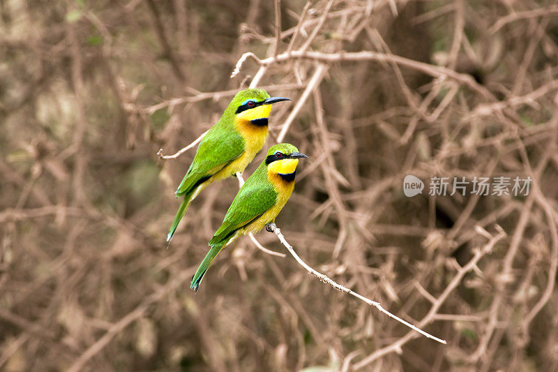 两只小食蜂鸟(Merops pusillus)